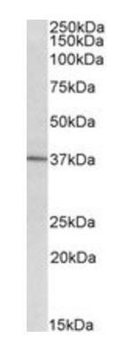 Goat anti-CD38 (aa226-237) Antibody