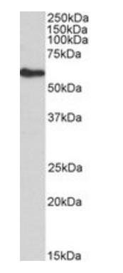 FRS2 Antibody