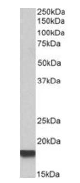 Goat anti-IFITM3 Antibody