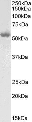 Goat anti-LCAT Antibody