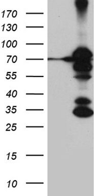 EDF1 Antibody
