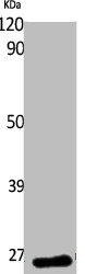 EEF1B2 Antibody