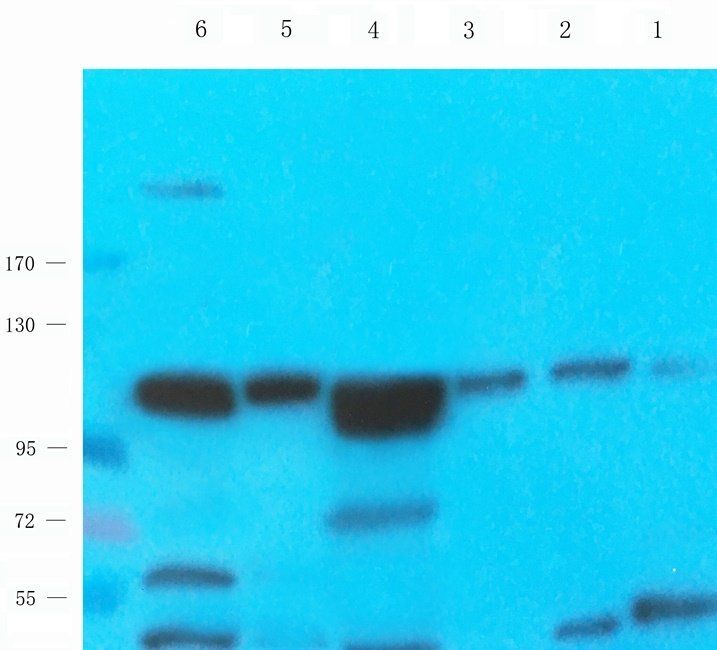 eEF2 Rabbit Polyclonal Antibody