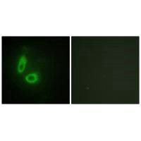 EFNA1 Antibody
