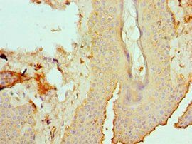 EFNB2 Antibody