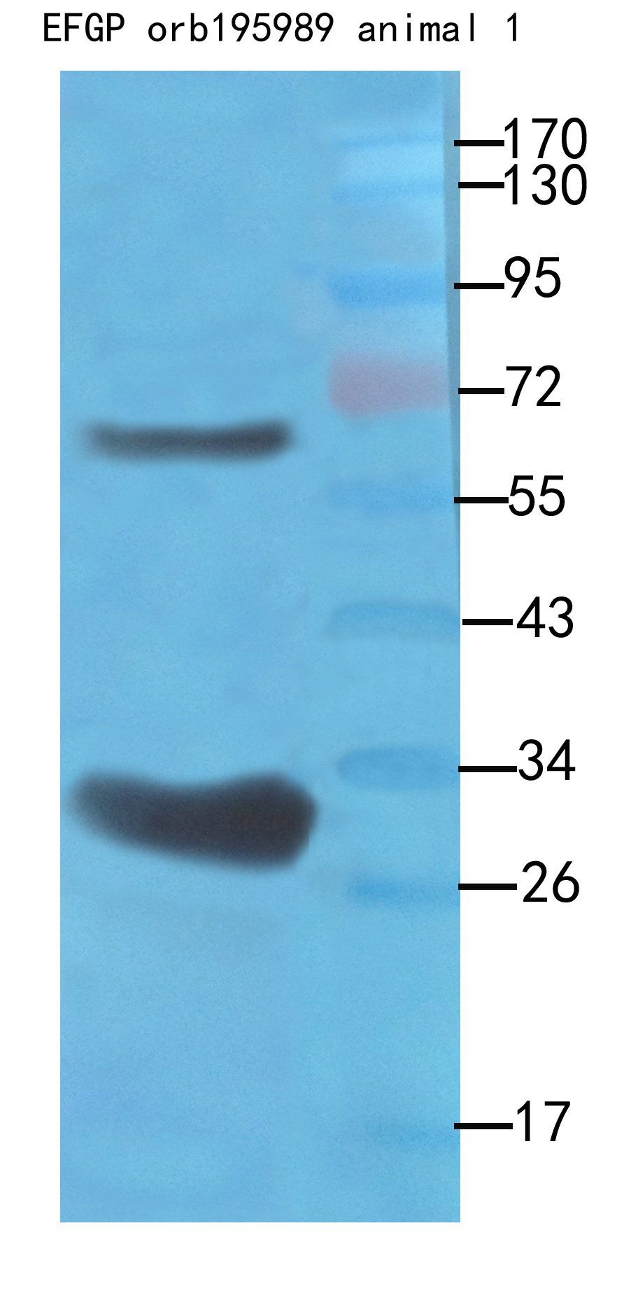 EGFP Rabbit Polyclonal Antibody