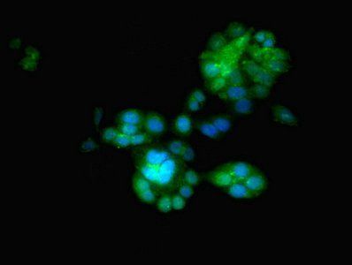 EGLN2 Antibody