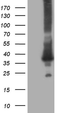 EGLN2 Antibody