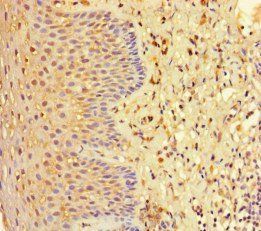 EHD1 Antibody