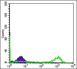 EIF4E Antibody