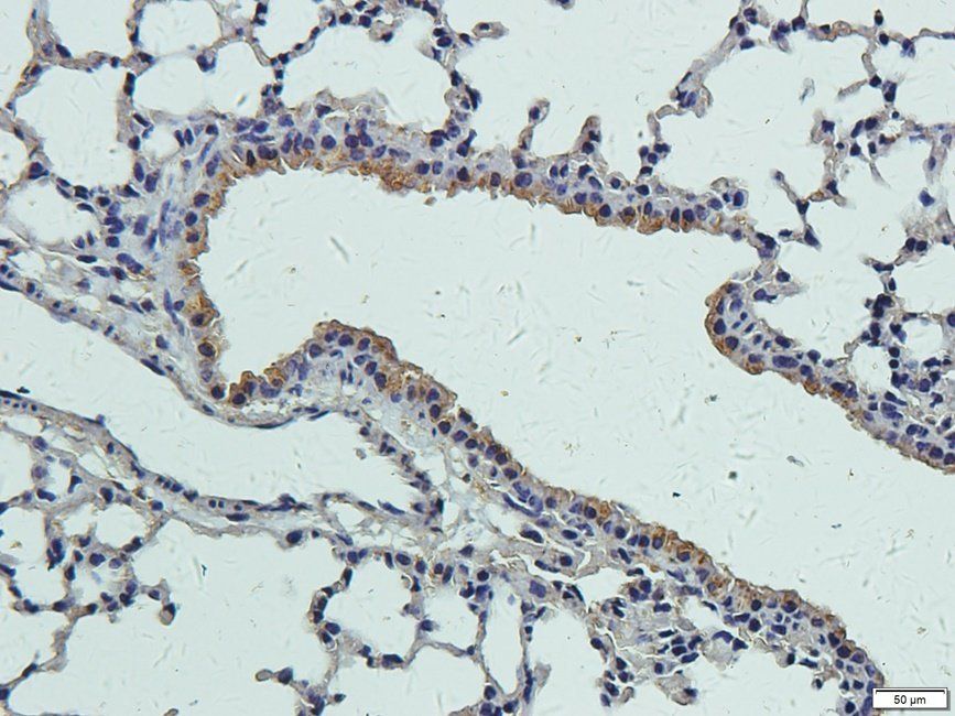 Elastin Rabbit Polyclonal Antibody