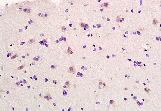 Elastin Rabbit Polyclonal Antibody