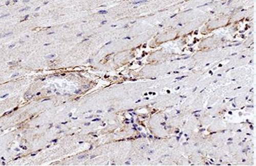 Elastin Rabbit Polyclonal Antibody