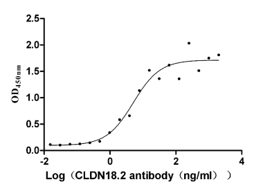 CLDN18 Antibody