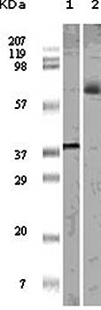 ELK1 Antibody