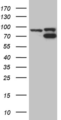ELP4 Antibody