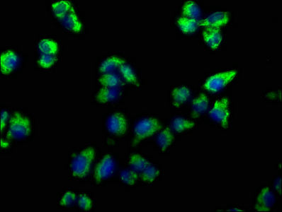 EMC4 Antibody