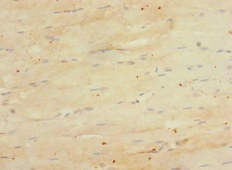 EMCN Antibody