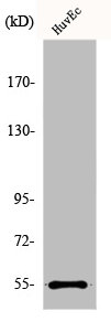 ADGRE4P Antibody