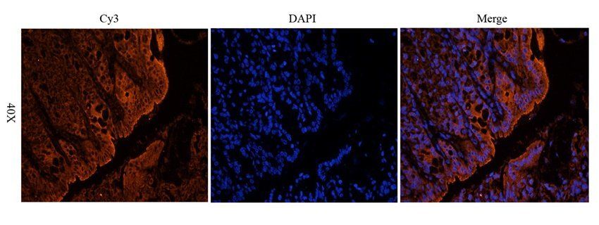 ENaC gamma Rabbit Polyclonal Antibody