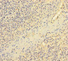 ESAM Antibody
