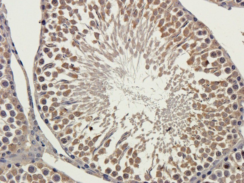 Enkephalin Rabbit Polyclonal Antibody