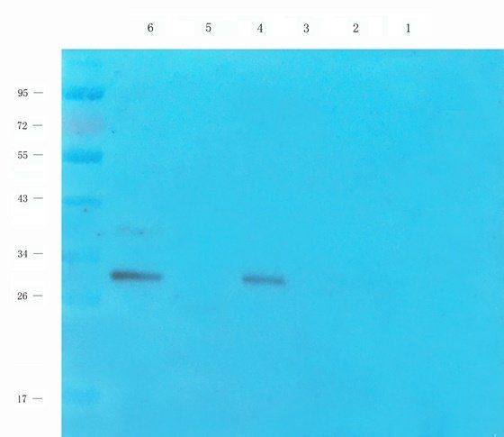 Enkephalin Rabbit Polyclonal Antibody