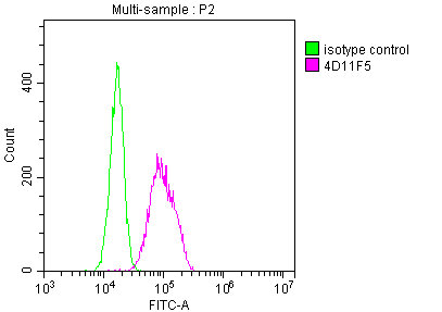 ENO1 Antibody