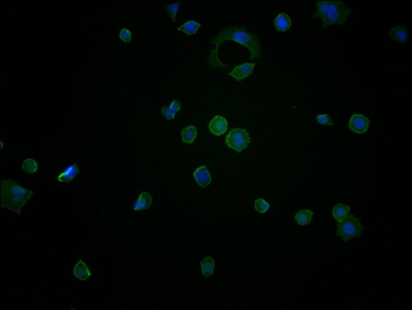 ENO1 Antibody
