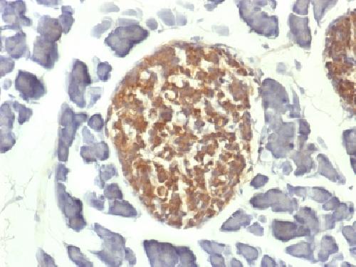 ENO2 Antibody