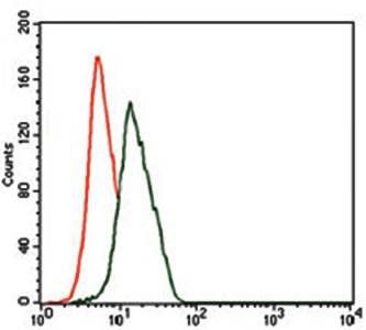 ENO2 Antibody