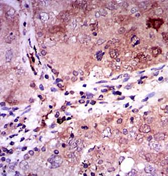 ENO2 Antibody