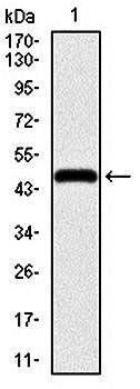 ENO2 Antibody