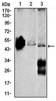 ENO2 Antibody