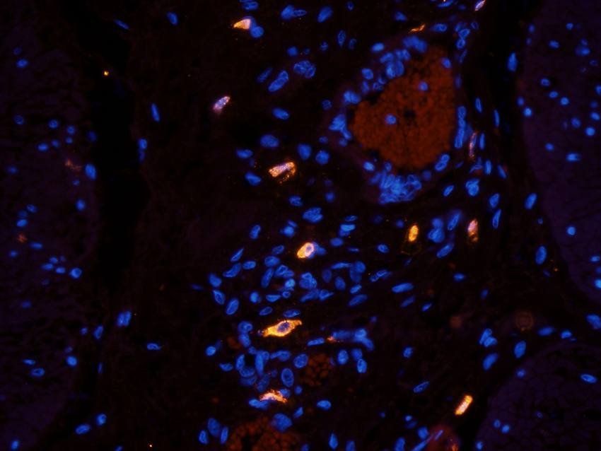 eNOS Rabbit Polyclonal Antibody