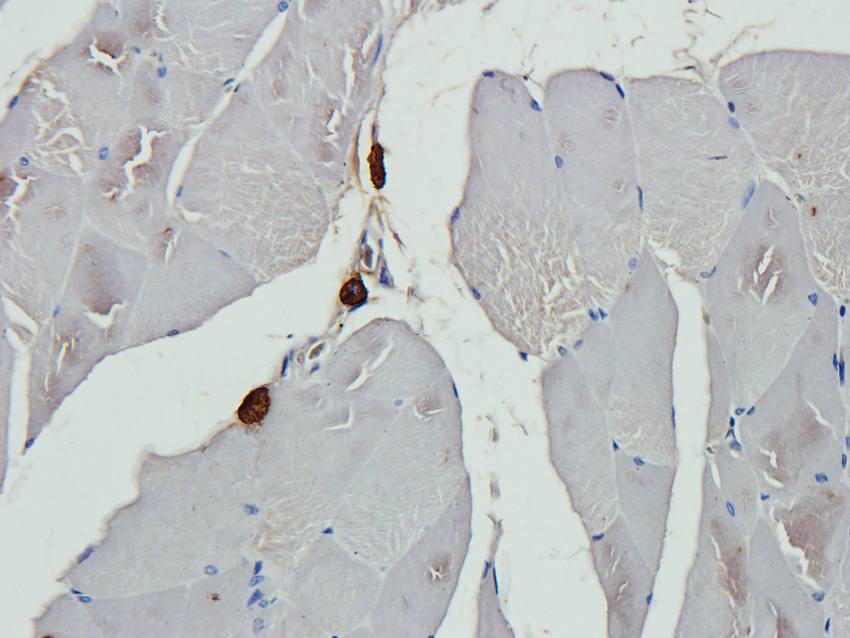 eNOS Rabbit Polyclonal Antibody