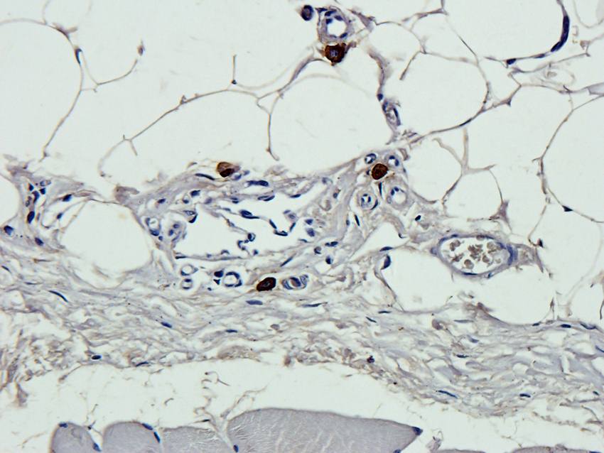 eNOS Rabbit Polyclonal Antibody