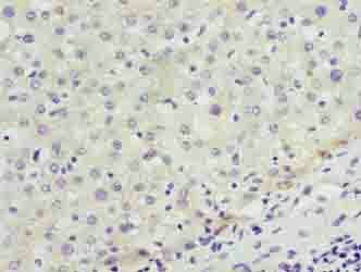 ENOX1 Antibody