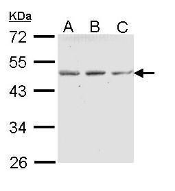 ENTPD5 Rabbit Polyclonal Antibody