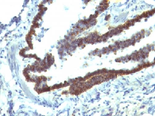 EPCAM Antibody