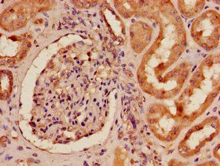EPHA4 Antibody