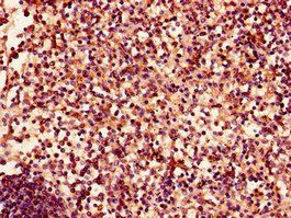 EPHA4 Antibody