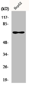 EPN2 Antibody