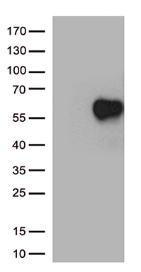 EPO Antibody