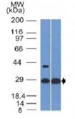 EPO Antibody