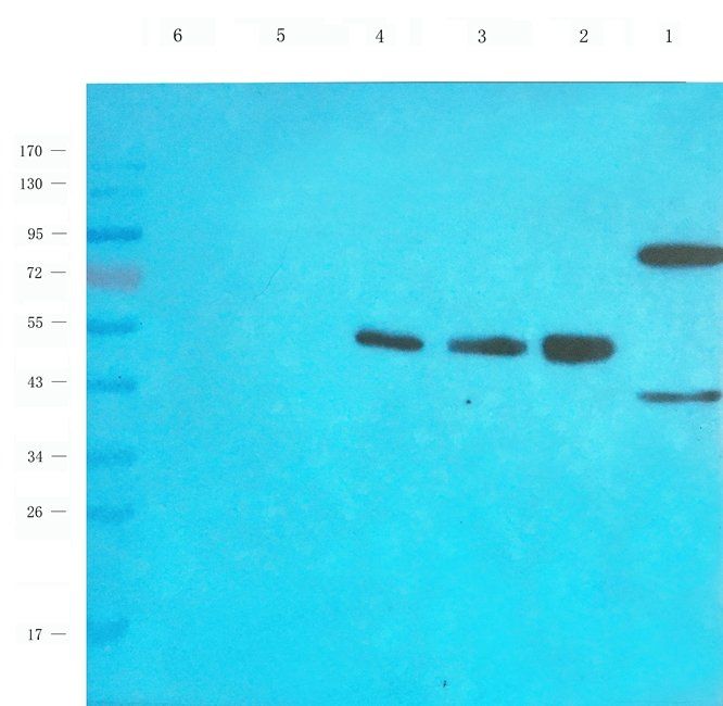 EPOR Rabbit Polyclonal Antibody
