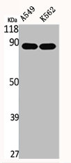EPS8L2 Antibody