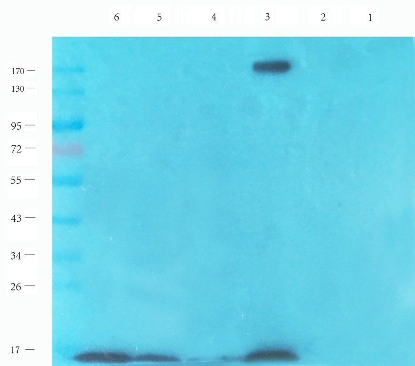EPX Rabbit Polyclonal Antibody