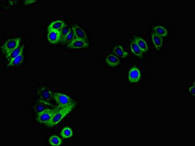 ERBB4 Antibody