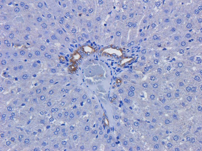 EREG Rabbit Polyclonal Antibody